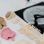 Modelos anatômicos de pulmões e uma radiografia em uma bancada de estudo médico.