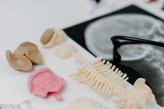 Modelos anatômicos de pulmões e uma radiografia em uma bancada de estudo médico.