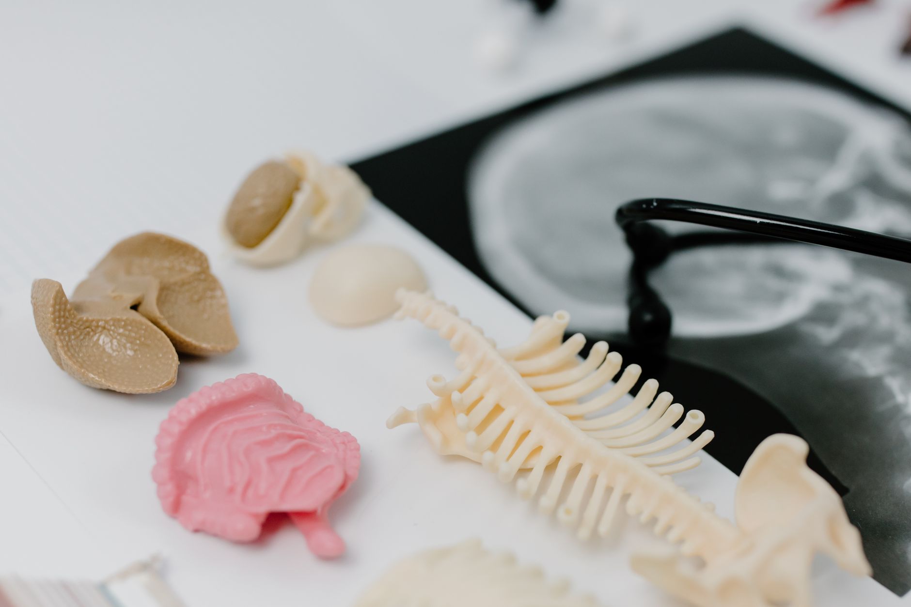 Modelos anatômicos de pulmões e uma radiografia em uma bancada de estudo médico.